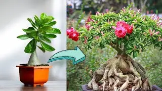 ADENIUM Care Guid