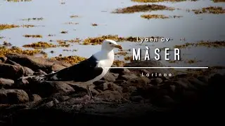 Lyden av m&aring;se