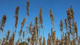 hanf & natur: Hanfsaat aus Brandenburg