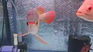 MINI INDIGO COMM TANK SB KING SUPER RED AROWANA FRESH WATER STINGRAYS AND MATES