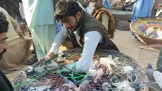 Pigeons Reviews Birds Markeet On Date 21-12-2021 South Punjab Ki Sub Sy Bari Kabutar Mandi 2021 #63