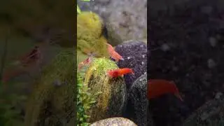 My cleaning crew..red cherry shrimps.#cherryshrimp #redcherryshrimp #aquarium #algaeeater