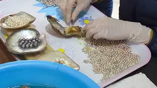 Harvesting cultured pearls at Halong Bay, Vietnam. March 2023. #vietnam #halongbaycruise #pearl