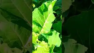 Realistic Gardening Goals #tnog #zone9 #growvegetables #neworleans