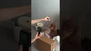 сохраняй и повторяй со своим хвостиком 💌