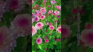 Beautiful dahlia flower gardens#youtubeshorts #garden #beautifulflowers #funnyvideo #comedy#trending