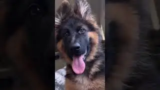 cute german shepherd #mayathegsd #viralvideo #likeandsubscribe #youtubeshorts