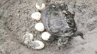 Finding Tortoise and Eggs In Hole || Expert Boy Searching Tortoise || Village Traditional