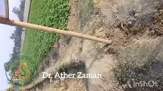 Breeder seed production of Potato (Asterix) in the open field by Mamata Seeds (2025-26) of PMK Agro.