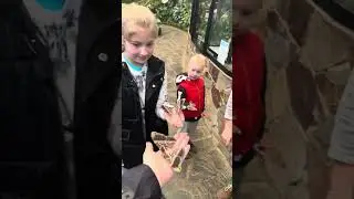У бабочек)
