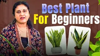 Best Plant For Beginners 🪴| Green Thumb By Sanjukta