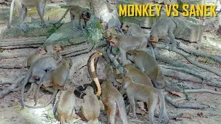 MG! Monkey Vs Snake, King Snake With Many Monkey