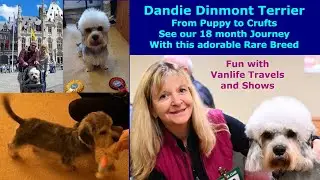 Dandie Dinmont Terrier, Rare Breed, see his life & travels from puppy to Crufts Dog Show, Vanlife UK
