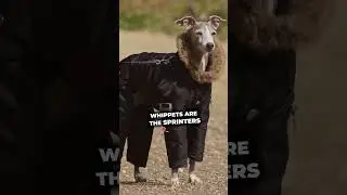 Top 5 Lightning-Fast Dog Breeds: Who's the Speediest? #shorts