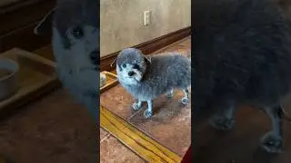Perros peque&ntilde;os 🤣❤️