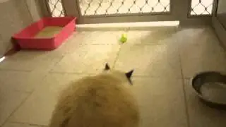 Visiting Cute Cat Pickle at Spotswood Quarantine (Melbourne, Australia)