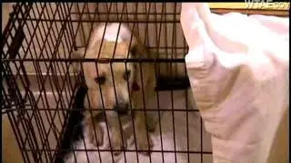 Animal Friends Stages Annual Pet Rescue