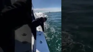 Striped bass fishing INSANE!!