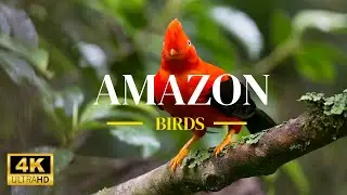 The World Of Cock Of The Rock in amazon in 4K ULTRA HD   Relaxing birds voices with nature, Healing