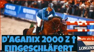 Трагическая потеря: лошадь породы D'Aganix 2000 Z была усыплена после несчастного случая &ndash; Кристи...