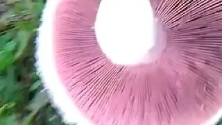 video0015