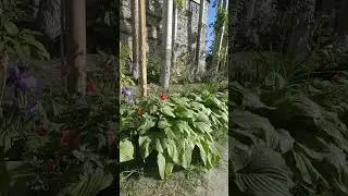 Exploring the Serene Beauty of Shigar Garden#muhammadshafiq #shortvideo #viral #skardu #shorts
