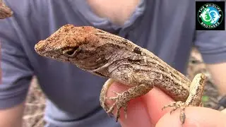 Florida's Feistiest Little Lizards!