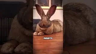 Meet The Flemish Giant Rabbit #FlemishGiantRabbit #GentleGiant #AdorableBunnies #RabbitLovers