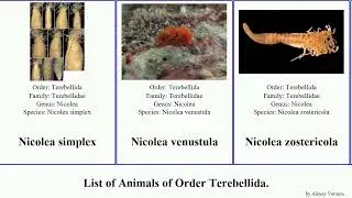 List of Animals of Order Terebellida. sternaspis caulleriella aphelochaeta chaetozone ilyphagus