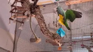 Zuhause mit zwei Papageien