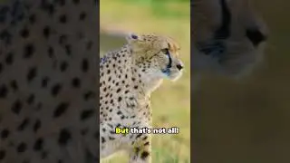 Why Cheetahs Have Tear Marks  #animals #shorts #animalfacts #fyp