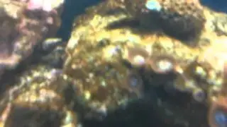 Cyano Bacteria Battle with Boyd Chemi-Clean Part 1