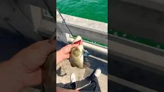 Skyway fishing pier gag grouper🔥#skyway #gags #florida #fishing #skywaymisfits #subscribe #fishing