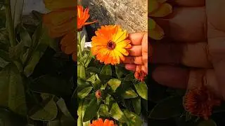 calendula flower growing tips. how to grow calendula flower. #plants #gardening #shorts #ytshorts