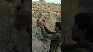 Owner Attaching the rope to the nose ring 🐪 | #shorts #camel #ytshorts