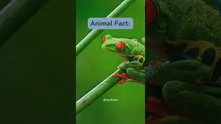 🐸 Explore the incredible camouflage trick of this frog. #facts #psychologyfacts #shorts