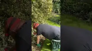 Edging the lawn and weeding the bed #timelapse #gardening #shorts #oddlysatisfying