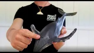 All About Whales