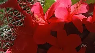 Hibiscus Red Flowers Arrangement in Round Silver Basket for bouquet ideas.....Try it....Enjoy🙏