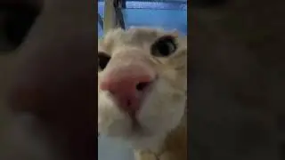 Cat Kiss | #fail #scary #memes #catlover #funnyvideo #animal #cat