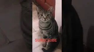 Subcribe #shorts #cats