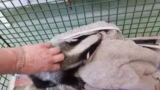 Rescued Badger Cub April 2020