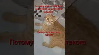 Ещё хотят ПО-ЕВОНАМУ😹😹😹 #kot_ryz1 #teacher #ytshort #ytstudio #people #lovesong #cat #котик #котики