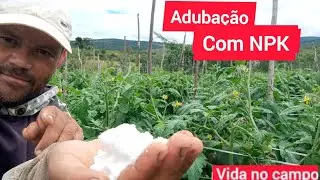 tomate com adubação de crescimento.