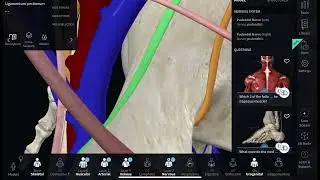 Anatomical Complication of Burch colposuspension
