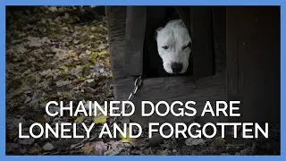 Dogs Kept Chained Outdoors Watch as Life Passes Them By