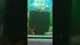 #aquarium #fish #goldfish #fishlovers #fishpet