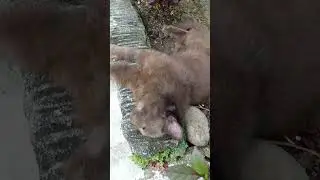 Bobok Siang, Dunia Tunggu Sebentar#fau-chan #kucingbobo