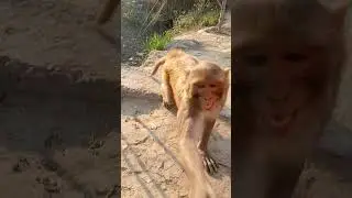 #monkey #funny #face #video
