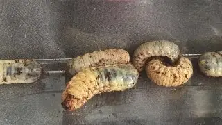 Tarantulas And Centipede Feeding With Some Fruit Beetle Larvae